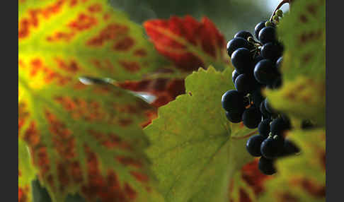 Weinrebe (Vitis vinifera sspec.)