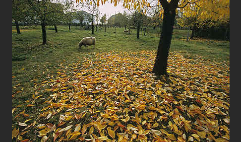 Streuobstwiese (meadow orchard)