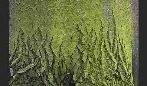 Rot-Buche (Fagus sylvatica)