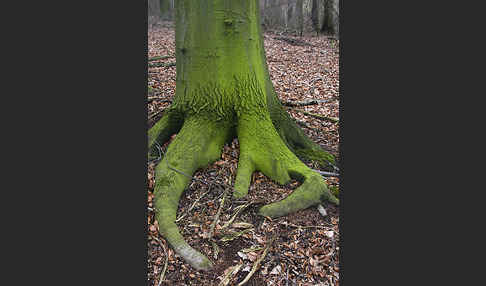 Rot-Buche (Fagus sylvatica)