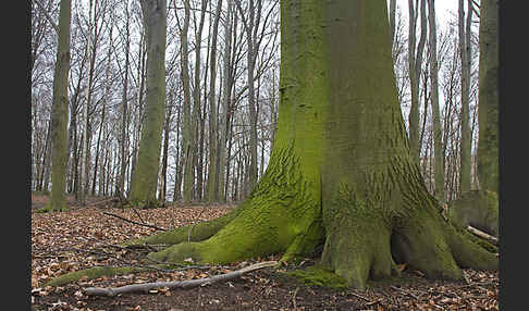 Rot-Buche (Fagus sylvatica)