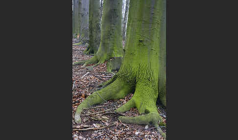 Rot-Buche (Fagus sylvatica)