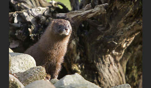 Europäischer Nerz (Mustela lutreola)