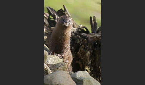 Europäischer Nerz (Mustela lutreola)