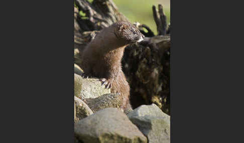 Europäischer Nerz (Mustela lutreola)