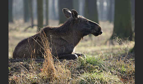 Elch (Alces alces)