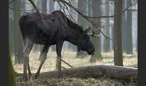 Elch (Alces alces)