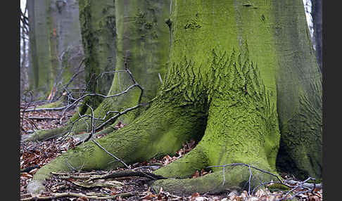 Rot-Buche (Fagus sylvatica)