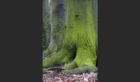 Rot-Buche (Fagus sylvatica)