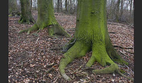 Rot-Buche (Fagus sylvatica)