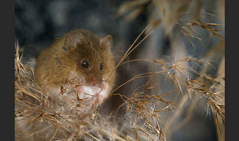 Zwergmaus (Micromys minutus)