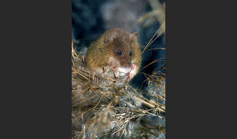 Zwergmaus (Micromys minutus)