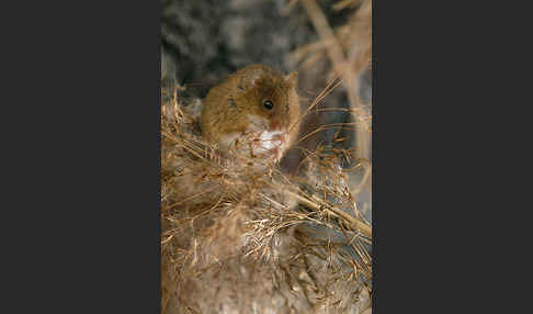 Zwergmaus (Micromys minutus)