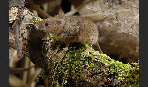 Zwergmaus (Micromys minutus)