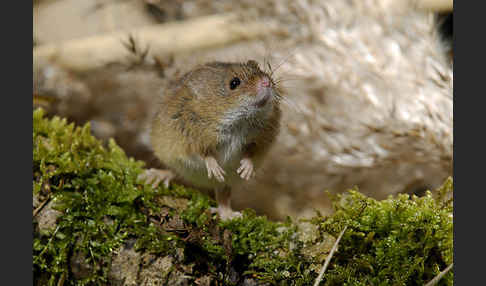 Zwergmaus (Micromys minutus)