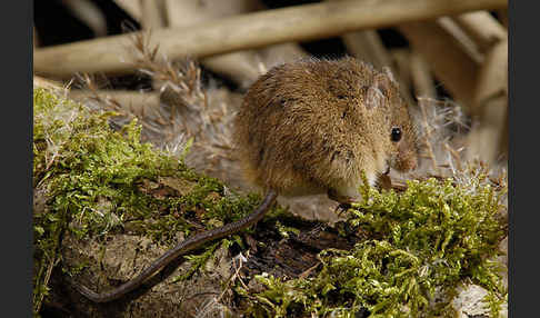 Zwergmaus (Micromys minutus)