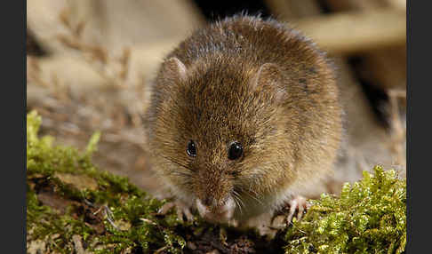 Zwergmaus (Micromys minutus)