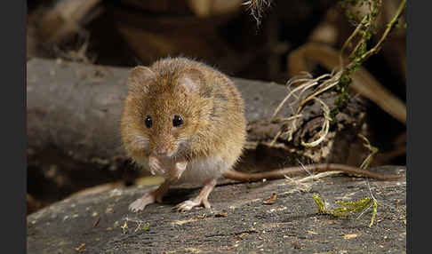 Zwergmaus (Micromys minutus)