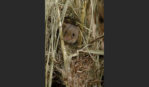 Zwergmaus (Micromys minutus)