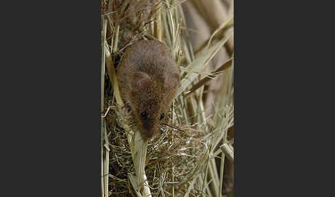 Zwergmaus (Micromys minutus)