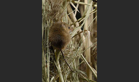 Zwergmaus (Micromys minutus)