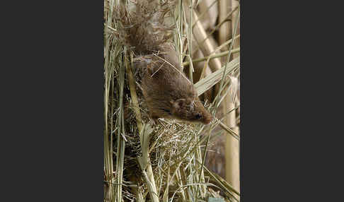 Zwergmaus (Micromys minutus)