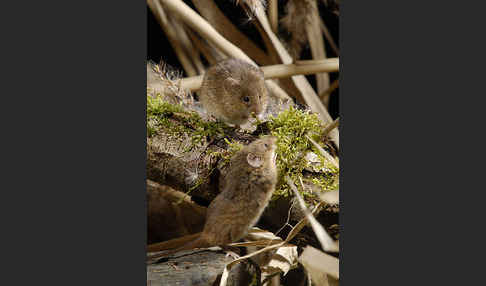 Zwergmaus (Micromys minutus)