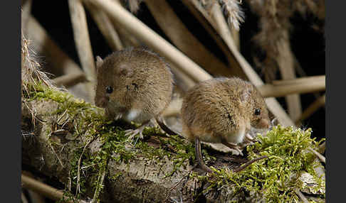 Zwergmaus (Micromys minutus)