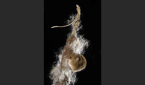 Zwergmaus (Micromys minutus)
