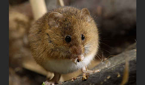 Zwergmaus (Micromys minutus)