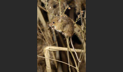 Zwergmaus (Micromys minutus)