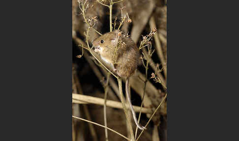 Zwergmaus (Micromys minutus)