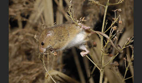 Zwergmaus (Micromys minutus)