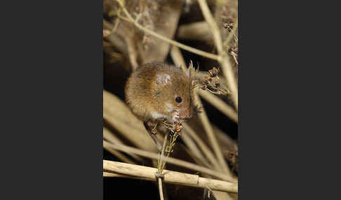 Zwergmaus (Micromys minutus)