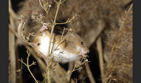 Zwergmaus (Micromys minutus)