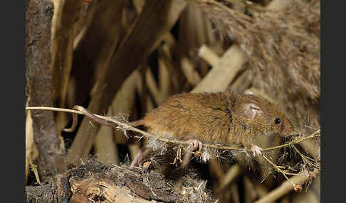 Zwergmaus (Micromys minutus)