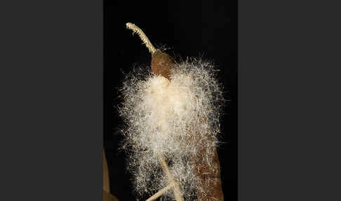 Breitblättriger Rohrkolben (Typha latifolia)