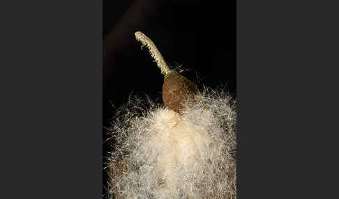 Breitblättriger Rohrkolben (Typha latifolia)