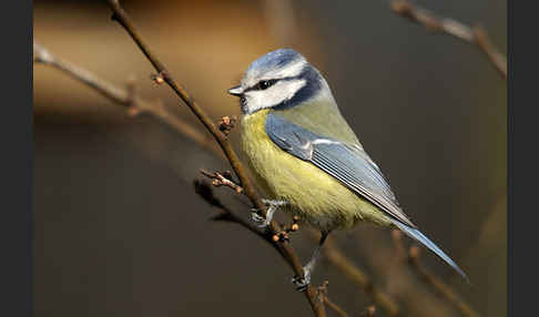 Blaumeise (Parus caeruleus)