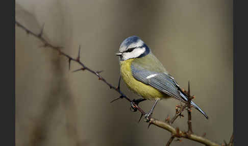 Blaumeise (Parus caeruleus)