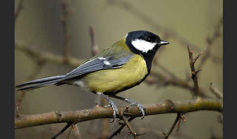 Kohlmeise (Parus major)