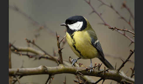 Kohlmeise (Parus major)