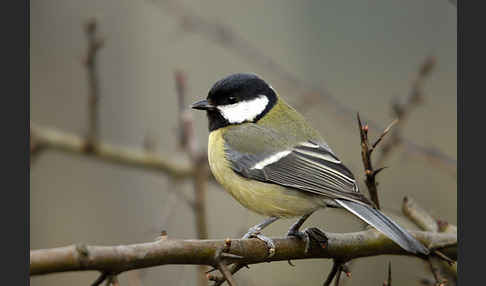 Kohlmeise (Parus major)