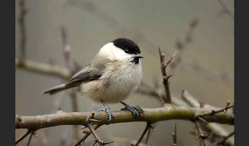 Sumpfmeise (Parus palustris)