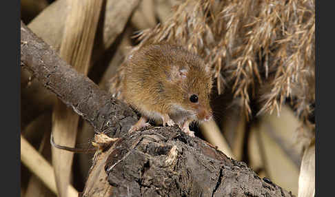 Zwergmaus (Micromys minutus)