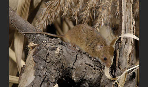 Zwergmaus (Micromys minutus)