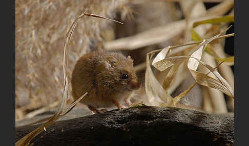 Zwergmaus (Micromys minutus)