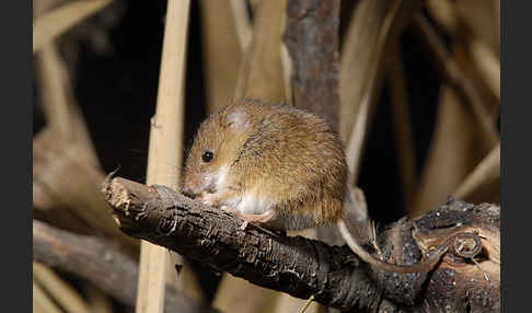 Zwergmaus (Micromys minutus)