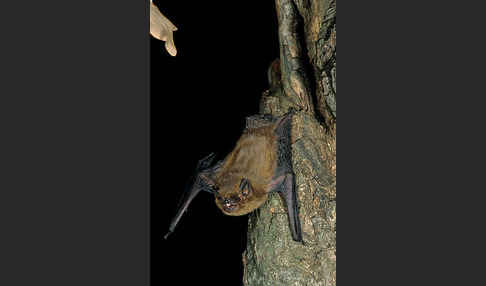 Mückenfledermaus (Pipistrellus pygmaeus)