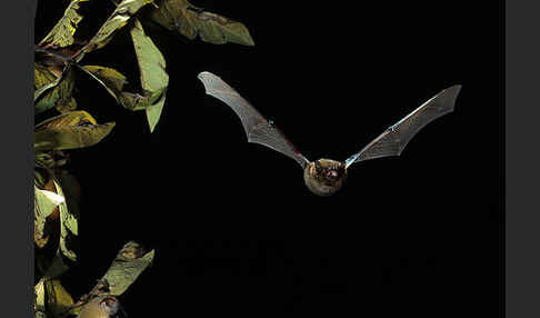 Mückenfledermaus (Pipistrellus pygmaeus)